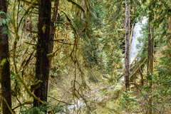Gatton Creek Falls