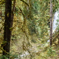 Gatton Creek Falls