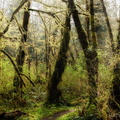 The Woods