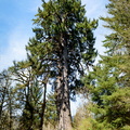 Lake Quinault Spruce