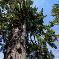 Lake Quinault Spruce