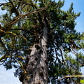 Lake Quinault Spruce