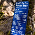 Lake Quinault Spruce