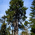 Lake Quinault Spruce