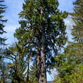 Lake Quinault Spruce
