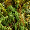 flickr-33296512723.jpg