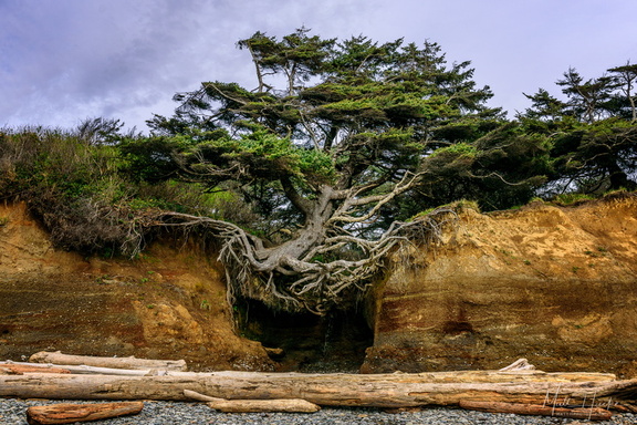 Kalaloch Tree of Life