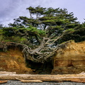 Kalaloch Tree of Life