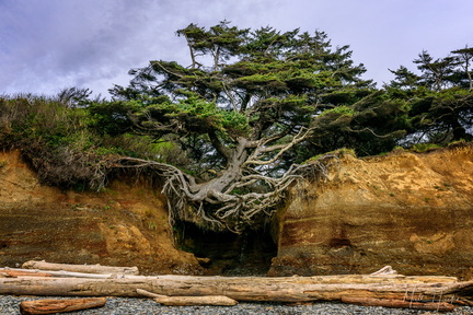 Kalaloch Tree of Life