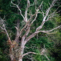 Among the living
