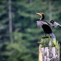 Double crested cormorant
