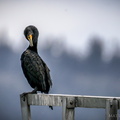 Double crested cormorant