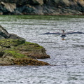 Water's edge