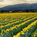 Valley of the Daffodil