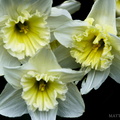 Valley of the Daffodil