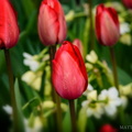 Tulips 2017