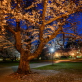 flickr-33080347863.jpg