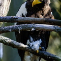 Steller's Sea Eagle