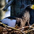 Steller's Sea Eagle