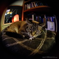 flickr-32822667724.jpg