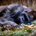 Gorilla nap