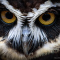 Owl.