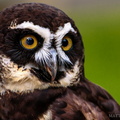 Spectacled Owl