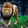 Beast of Kings