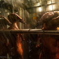 flickr-33023972326.jpg