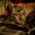 Maude Dreams
