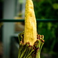 flickr-29440170415.jpg