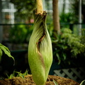 I'm just a boy, standing in front of a corpseflower, asking it to open for me.