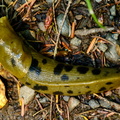 Slugs for the Slug God!