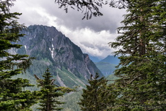 Eagle, between the trees