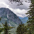 Eagle, between the trees
