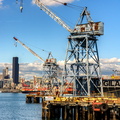 Blue Cranes