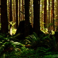 This is the forest primeval. The murmuring pines and the hemlocks...