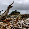 Sea of Wood