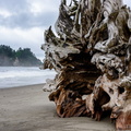 Root and Island