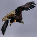 Do the eagles have large talons?