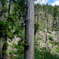 Forest wasteland