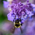 Lavender B