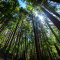 All Trees Go to Heaven