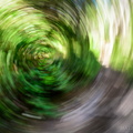 Forest Swirly