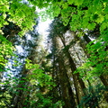 Vine & Cedars