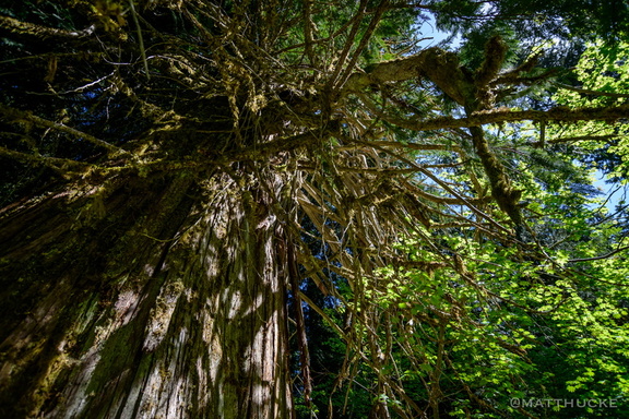 Ancient Cedar