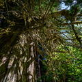 Ancient Cedar