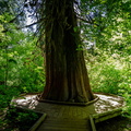 Ancient Cedar