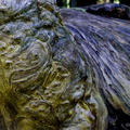 Whorls within whorls