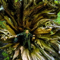 Root Dweller